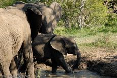 Afrikanischer Elefant (39 von 131).jpg